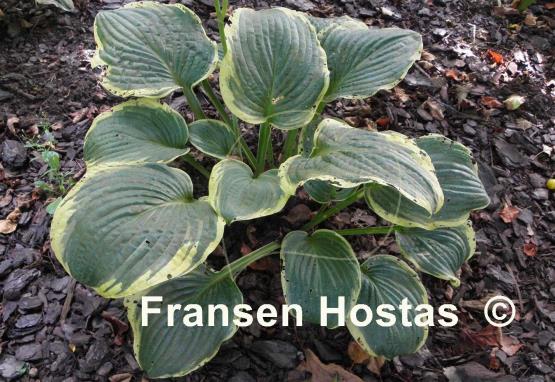 Hosta Malabar