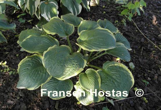 Hosta Malabar