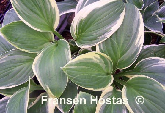 Hosta Malabar