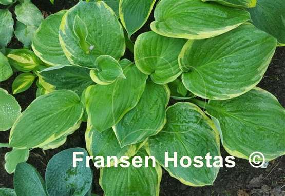 Hosta Malabar