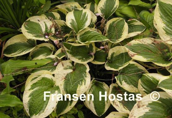 Hosta Mama Mia