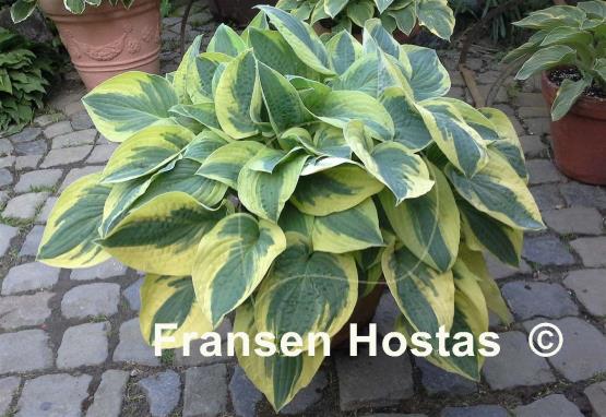 Hosta Mama Mia