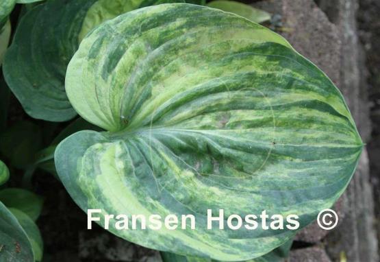 Hosta Man on the Moon
