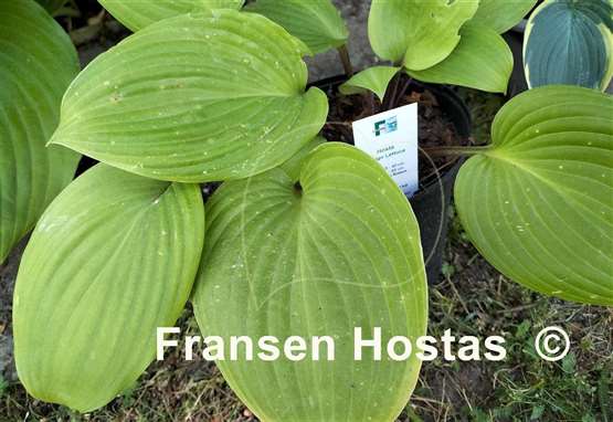Hosta Mango Lettuce