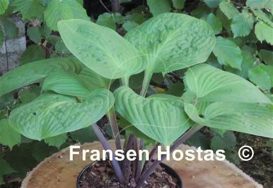 Hosta Mango Lettuce