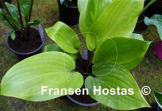 Hosta Mango Lettuce