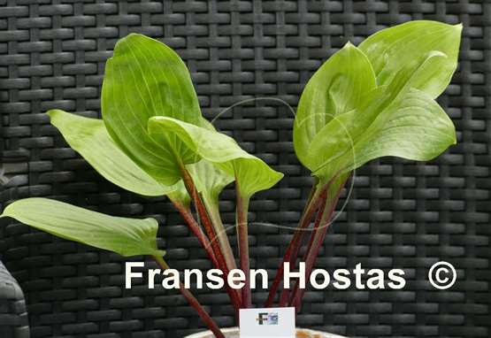 Hosta Mango Lettuce