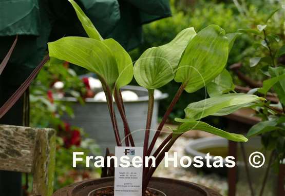 Hosta Mango Lettuce