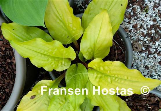 Hosta Mango Salsa