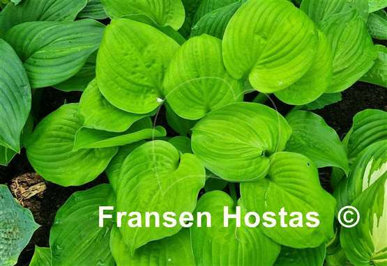 Hosta Mango Smoothie