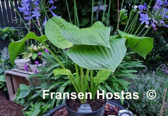 Hosta Mango Smoothie