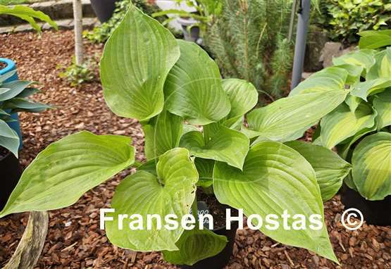 Hosta Mango Smoothie