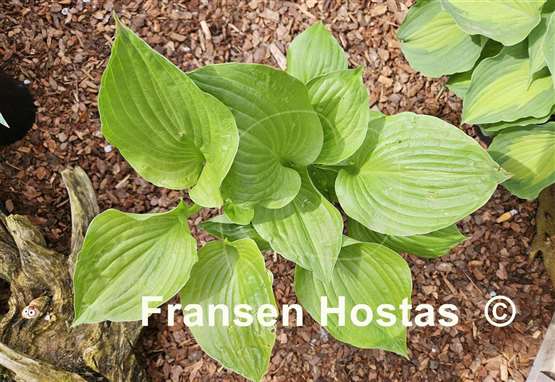 Hosta Mango Smoothie