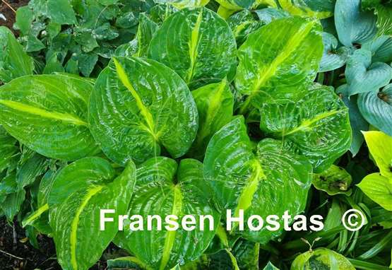 Hosta Mango Tango
