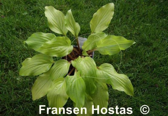 Hosta Mango Salsa