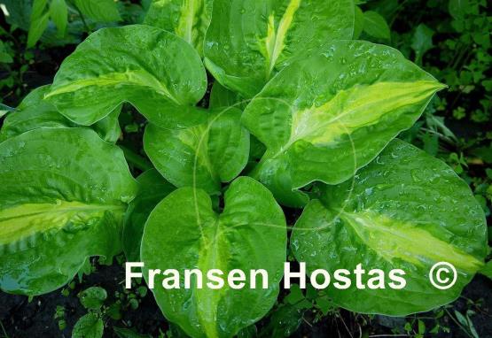Hosta Mango Tango