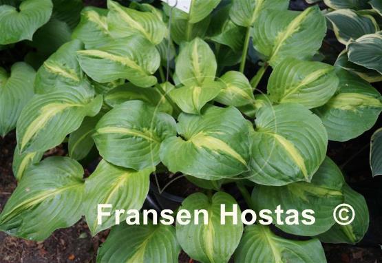 Hosta Mango Tango