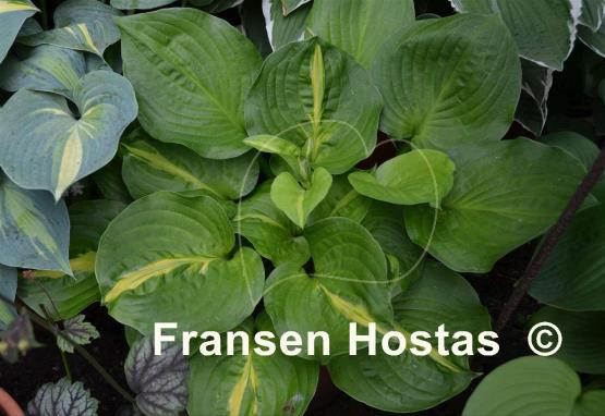 Hosta Mango Tango