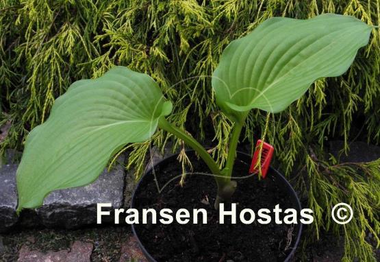 Hosta Manhattan