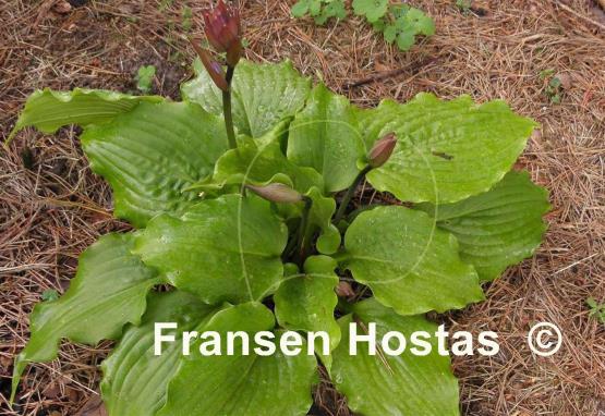 Hosta Manhattan