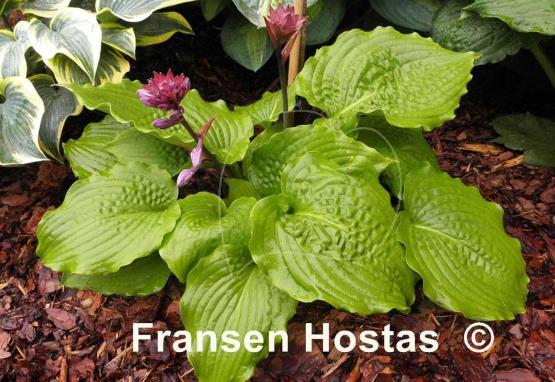 Hosta Manhattan