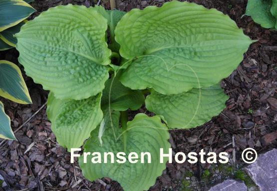 Hosta Manhattan