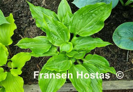 Hosta Maniac