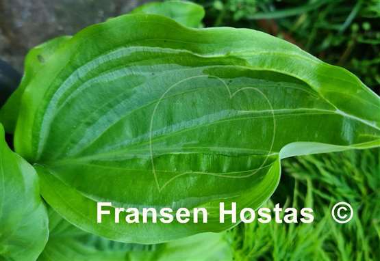 Hosta Maniac