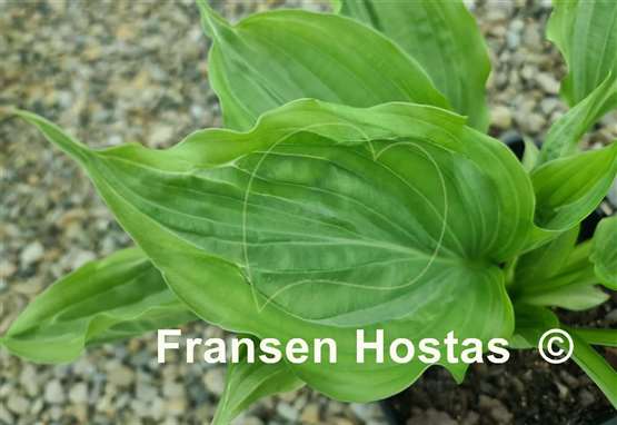 Hosta Maniac