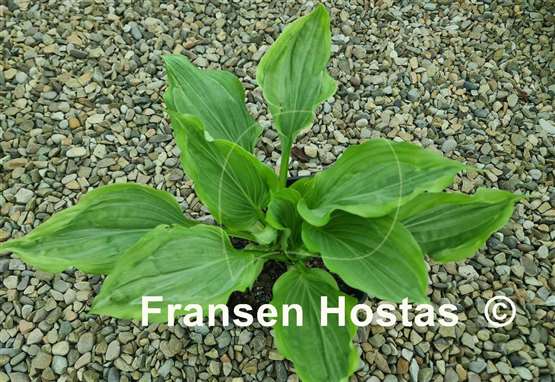 Hosta Maniac