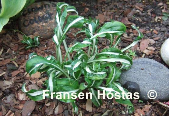 Hosta Manzo