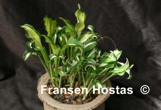 Hosta Manzo