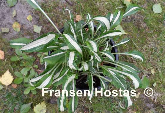 Hosta Manzo