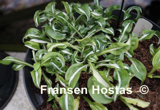 Hosta Manzo
