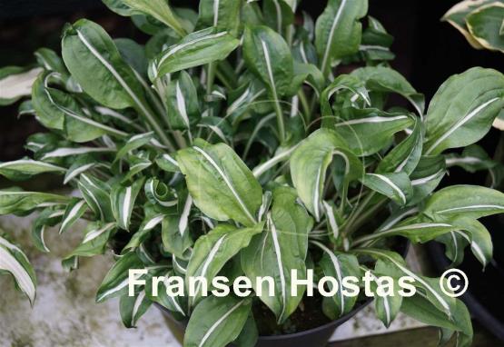 Hosta Manzo