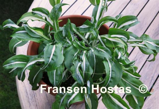 Hosta Manzo