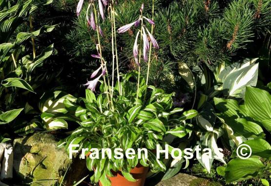Hosta Manzo