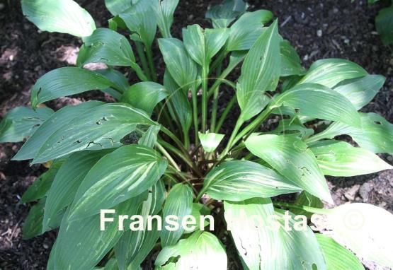 Hosta Maraschino Cherry Streaked