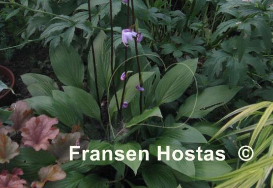 Hosta Maraschino Cherry