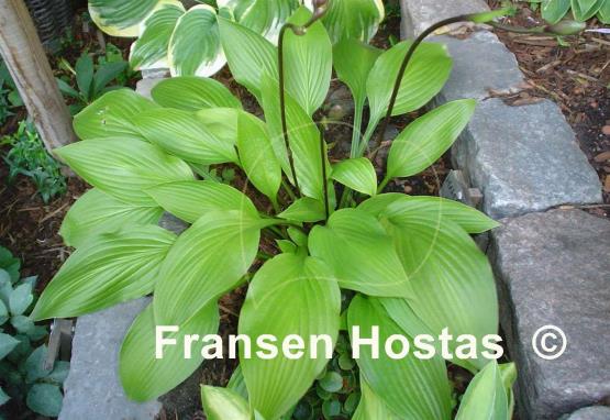 Hosta Maraschino Cherry