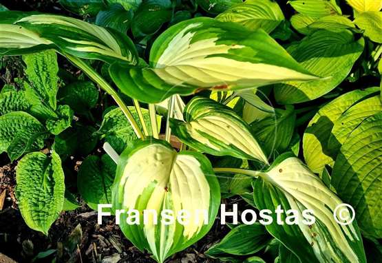 Hosta Marbled Cream Elite 