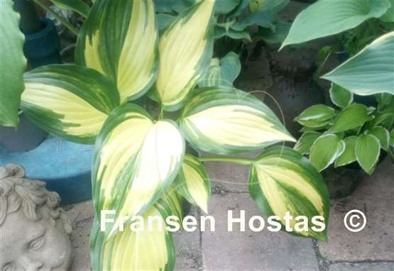 Hosta Marbled Cream Elite