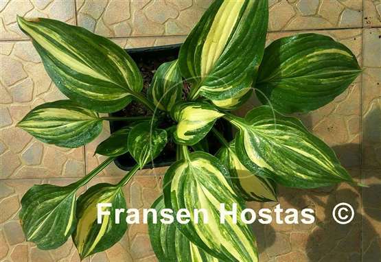 Hosta Marbled Cream