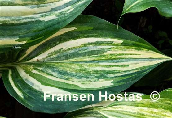 Hosta Marbled Cream