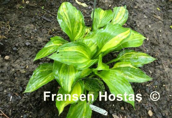 Hosta Marbled Cream