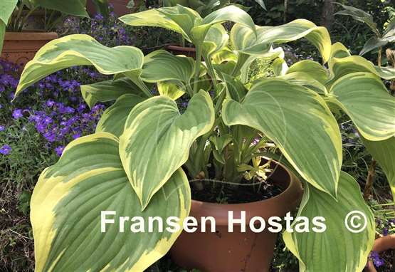 Hosta Mardi Gras