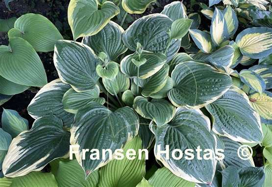 Hosta Mardi Gras