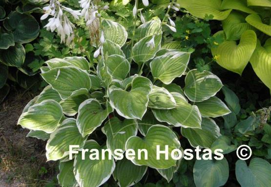 Hosta Mardi Gras