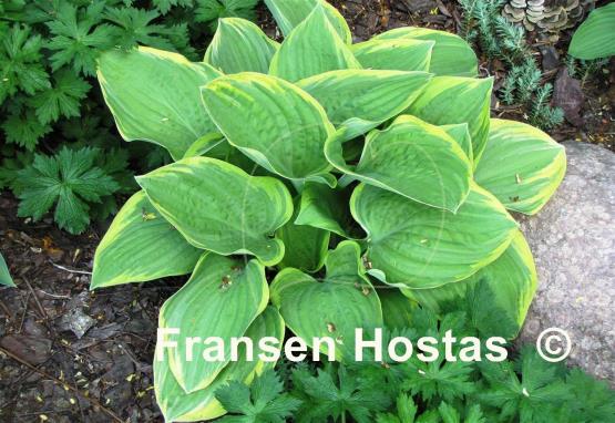 Hosta Mardi Gras