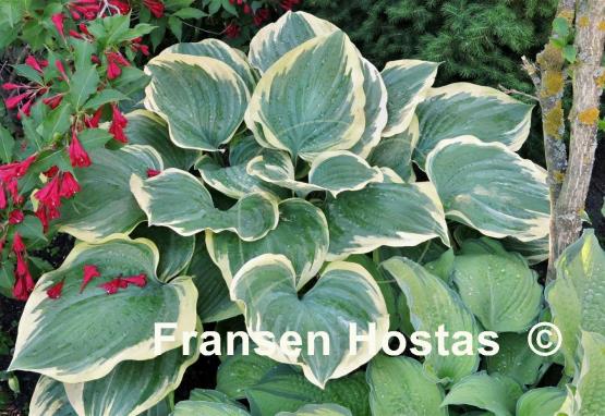 Hosta Mardi Gras